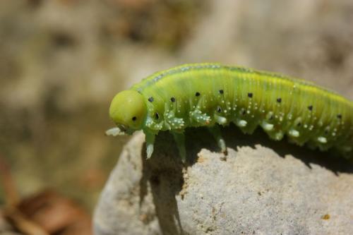 Réf. 293 564 : Cimbex connatus